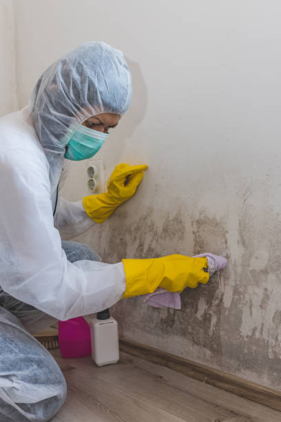 Best Mold Removal for HVAC Installations  in East Camden, AR